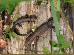 Common Lizards