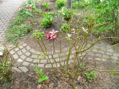 Wychwood Front Yard Spring Cleanup Toronto After by Paul Jung Gardening Services--a Toronto Gardening Services Company