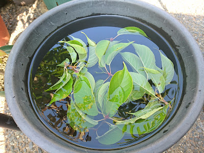 水揚げ