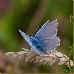 Common Blue