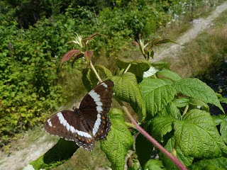 Amiral blanc - Limenitis arthemis