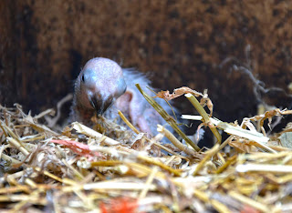 polluelo de loris arcoíris