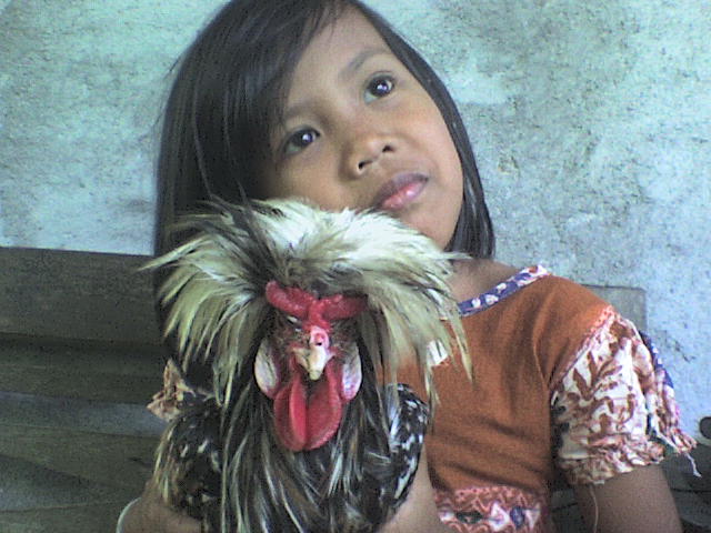 ternak ayam hutan