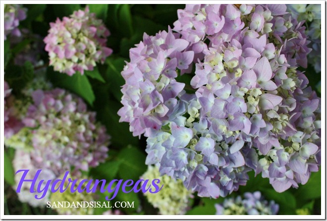 Endless Summer Hydrangea