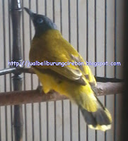 jual burung kutilang sutera ngeroll