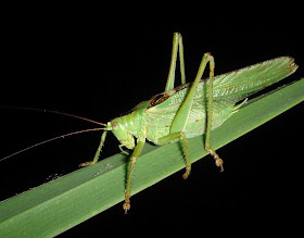 Bush Cricket