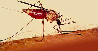  Gambar  Nyamuk Anopheles Betina Nyamuk Malaria  Contoh 