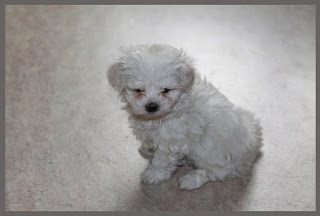 cute maltese dogs pictures