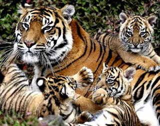 Gambar Harimau - Animasi Korea Meme Lucu Emo Bergerak