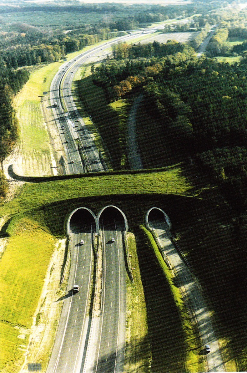 wildlife-crossings-1