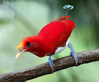 Si Raja Burung Cenderawasih dari Papua