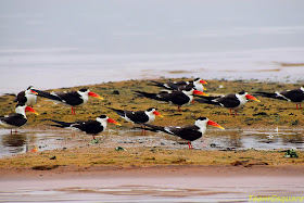 Indian Skimmers