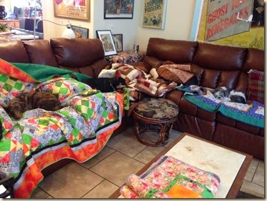 puppy couches