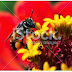 Bee with flower in the garden stock photos