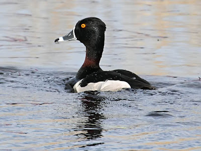 ring-necked duck