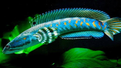 Kenapa Ikan Channa Mahal?