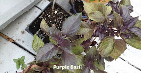 purple basil growing in a planter