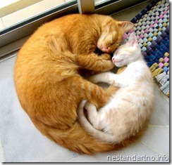 cat_circle_of_ove