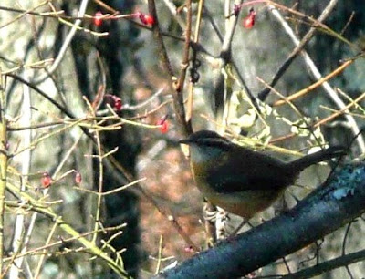 wren