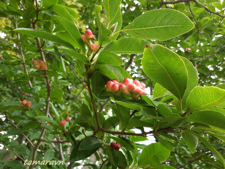 Магнолия Лёбнера (Magnolia × loebneri)