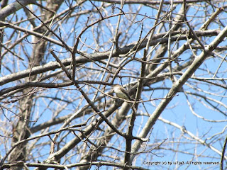 Eastern Phoebe