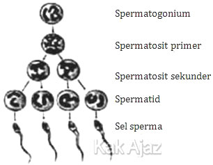 Bagan spermatogenesis, gambar soal Biologi SMA UN 2018