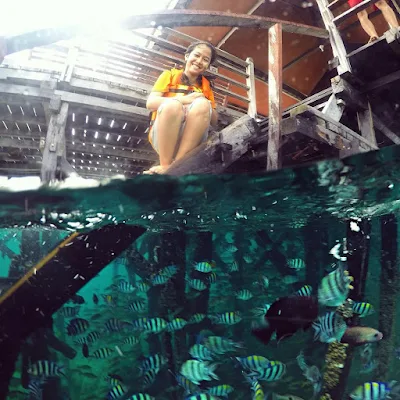 foto pemandangan ikan hias dibawah pantai derawan