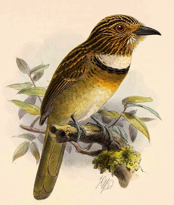 Buco rayado Malacoptila striata