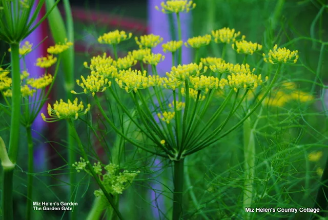 Abundant Spring Harvest at Miz Helens Country Cottage