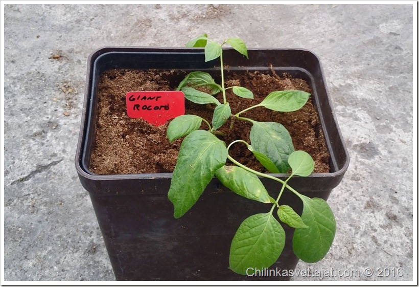 giant_rocoto