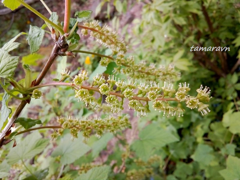 Смородина маньчжурская (Ribes mandshuricum)