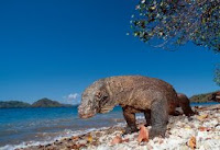 Jadikan Pulau Komodo Sebagai 7 Keajaiban Dunia