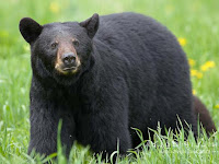 American Black Bear Pictures Ursus americanus