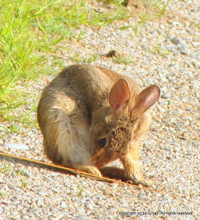 Eastern Cottontails