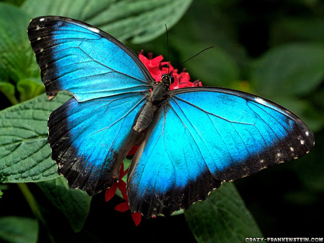 Butterfly Wallpapers 0101