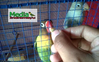 cara menstabilkan birahi lovebird jantan, menstabilkan birahi lovebird muda, cara menstabilkan lovebird paud, setting lovebird lapangan, cara setting lovebird agar ngekek panjang, cara menstabilkan birahi lovebird lomba, ciri ciri lovebird paud birahi, cara menstabilkan birahi lovebird paud, cara menstabilkan birahi lovebird betina, cara mengatasi lovebird mbebek, sayuran untuk menurunkan birahi lovebird, cara menurunkan birahi lovebird paud, cara menurunkan birahi lovebird betina dengan cepat, cara menurunkan birahi lovebird jantan, cara menstabilkan birahi love bird, cara mengatasi lovebird birahi tinggi