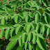 Breaking Study: Moringa Herb Could be the Cure to 5 Different Types of Cancer Including Ovarian, Liver, Lung and Melanoma