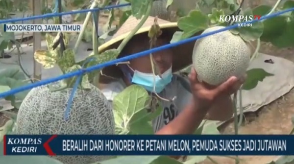 Tak Kunjung Diangkat Jadi ASN, Alih Profesi Honorer Jadi Jutawan Dari Bertanam Melon