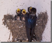 Swallows & Mum
