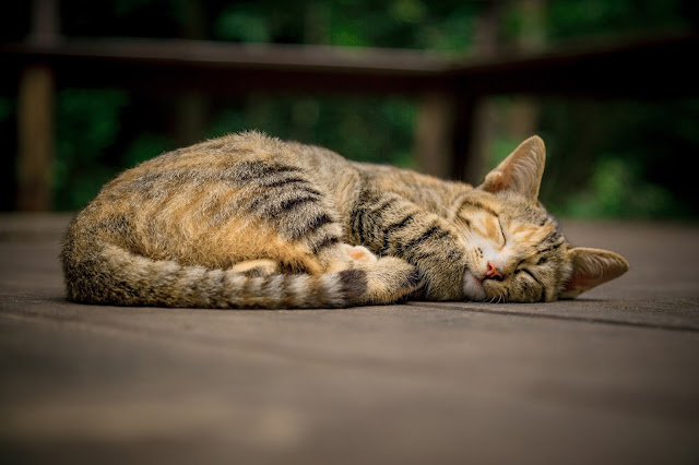 Gato adulto durmiendo