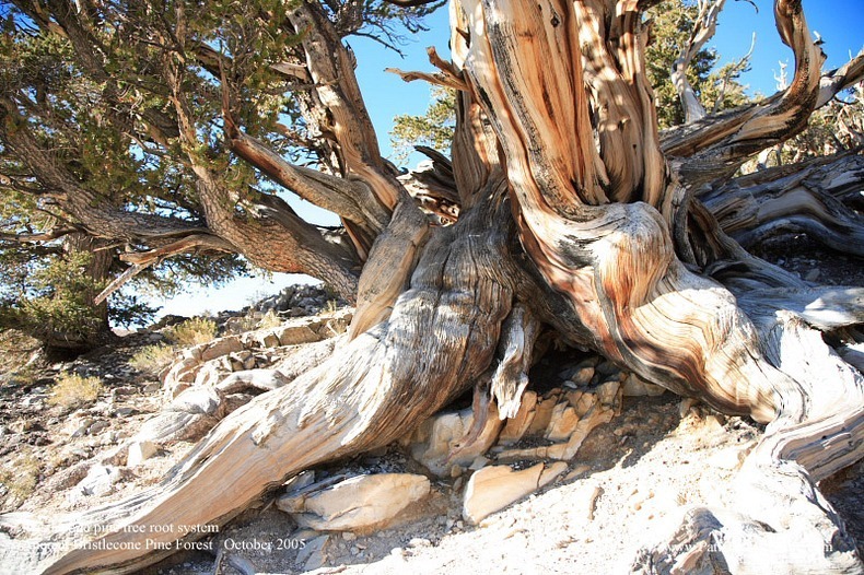 bristlecone-pines-11