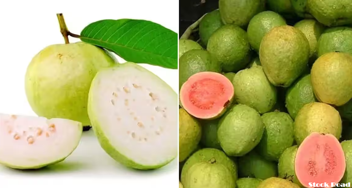 सफेद अमरूद से ज्यादा हेल्दी लाल अमरूद, जानिए फायदे (Red guava is healthier than white guava, know its benefits)
