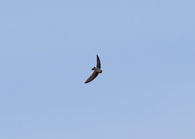 Brown-throated Martin - Oued Massa, Morocco