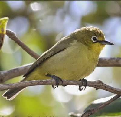 Foto Burung Pleci Jantan