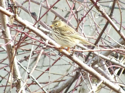 http://www.biodiversidadvirtual.org/aves/Anthus-pratensis-img54939.html