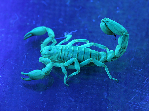 They are also known to be nocturnal but as I recall my scorpion showed up