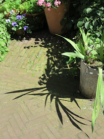 container garden, shadow, Haafner