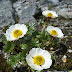 Ranunculus glacialis