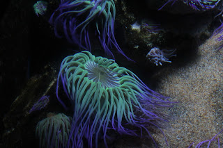 Sea Life Aquarium Anemone