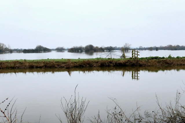 Flooded fields